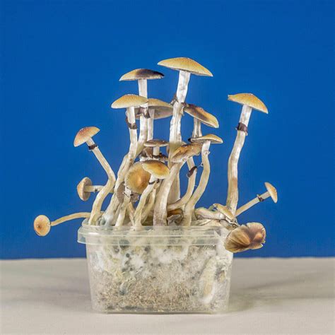 mushroom growing kit psilocybin